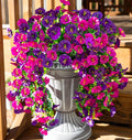 Perfect home garden decoration – hanging morning glory